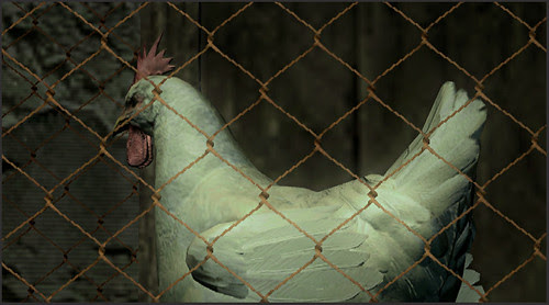 Chick
