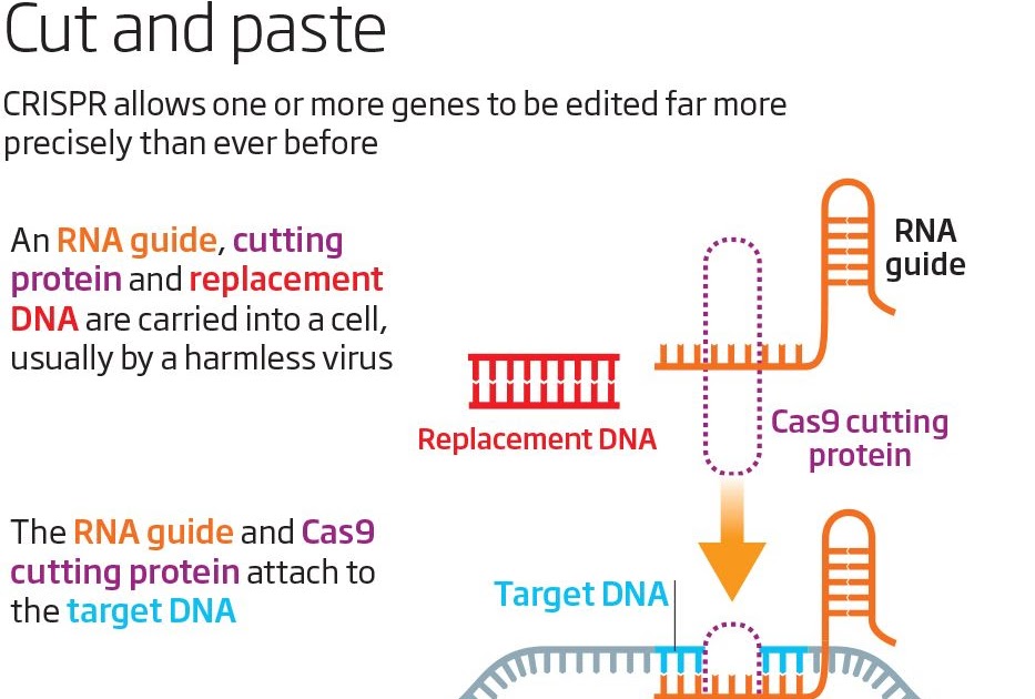 Definition Of Gene Revolution - definitoin