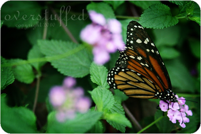 Monarch