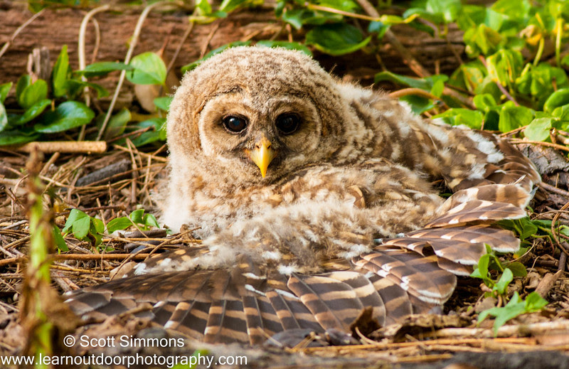 Photo & Video Sharing by SmugMug Photo & Video Sharing by SmugMug