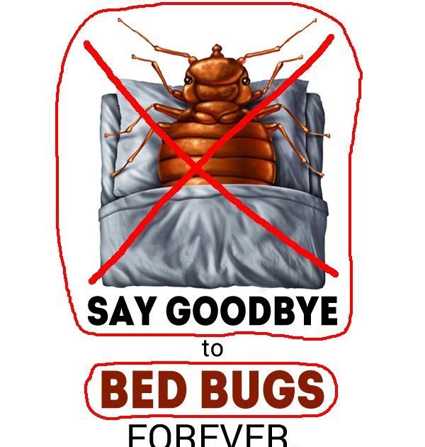 how-to-keep-bed-bugs-out-of-your-home-bed-western