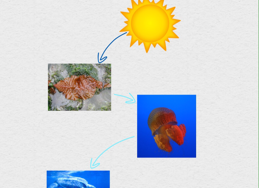 Simple Hawksbill Sea Turtle Food Chain : Ecostystem Hawksbill Sea