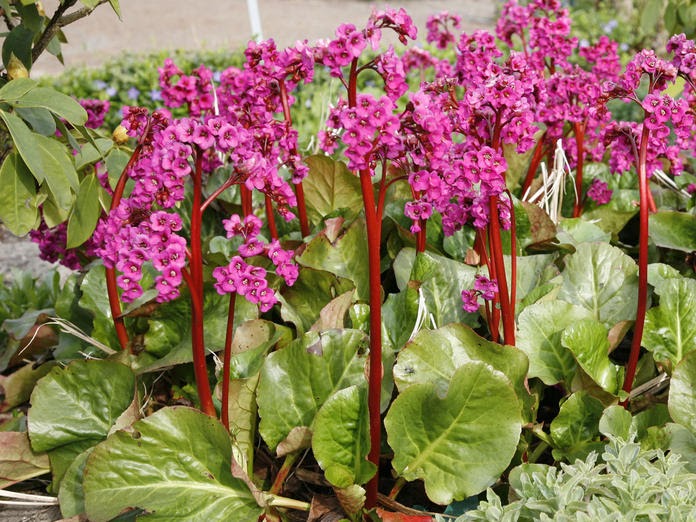 33+ Best Bilder Lehmboden Im Garten Pflanzen Fur Schwere