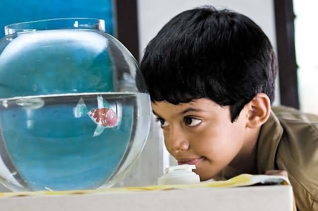 Contoh Teks Ulasan Film Taare Zameen Par Berbagi Teks