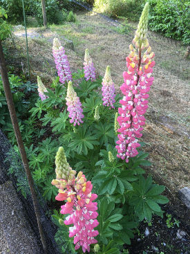 lupines2018.jpg