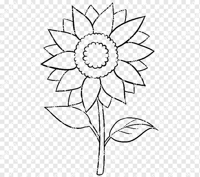 Line Art Bunga Matahari / Clip Art Bunga Png Transparent Png (5463276