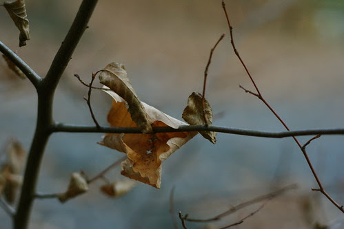 leaf