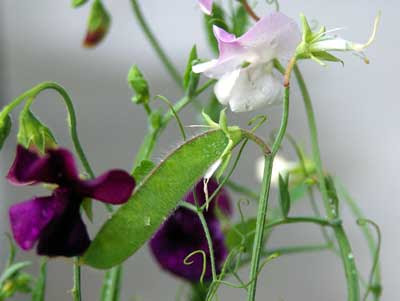 最新スイートピー 豆 最高の花の画像