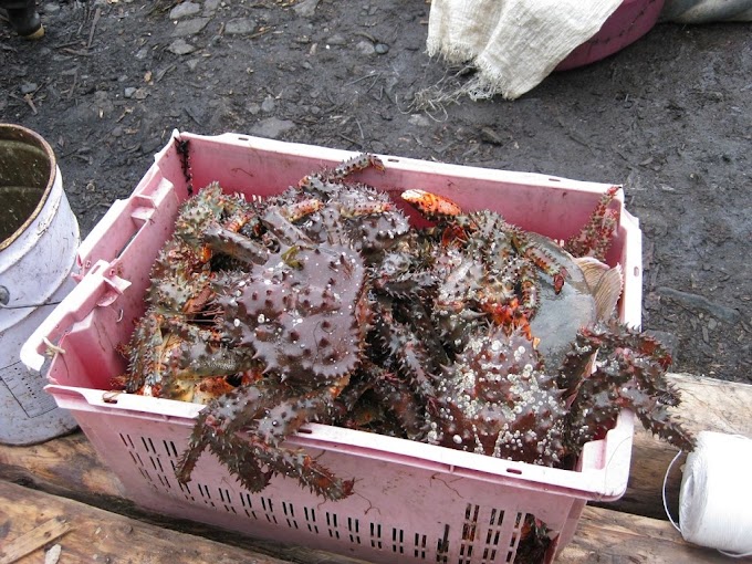 Жители Кореи и Китая поедают живых крабов из Приморья тысячами тонн