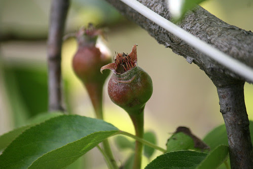 baby pears 013
