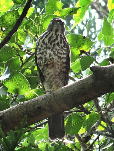 鳳頭蒼鷹/無限台南