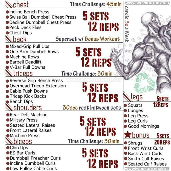 Ripped Training Program Brad 