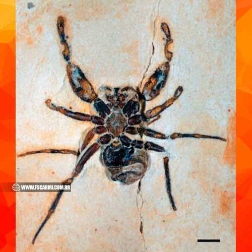 Espécie de aranha fóssil que homenageou Pabllo Vittar pode ter saído irregularmente do Brasil