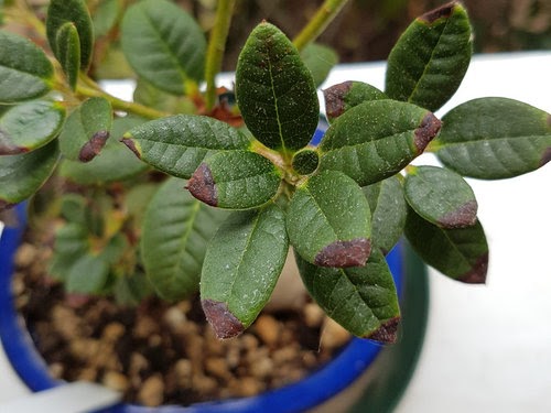 25+ Best Looking For Azalea Plant Leaves Turning Brown - Boudoir Paris