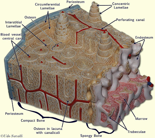 Long Bone Model - All Things Beautiful: Human Biology: Bones and the