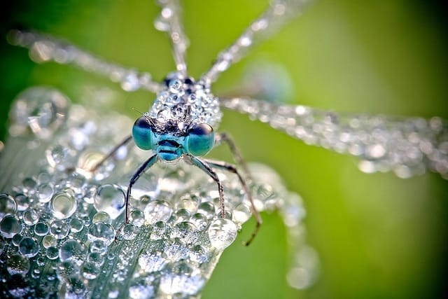 Macro Photographs of Dew Covered Dragonflies and Other Insects by David Chambon Macro Photographs of Dew Covered Dragonflies and Other Insects by David Chambon macro insects