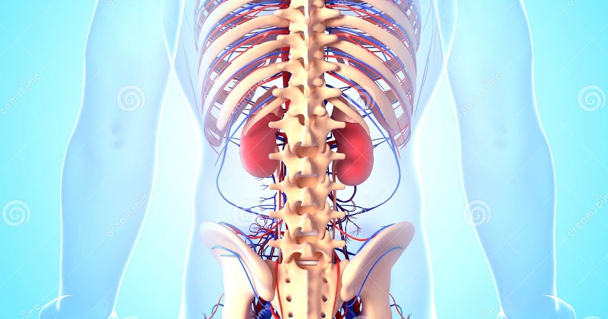 Human Anatomy Diagram Organs Back View / Internal Organs Back View