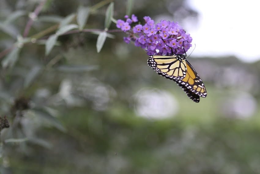 butterfly 1