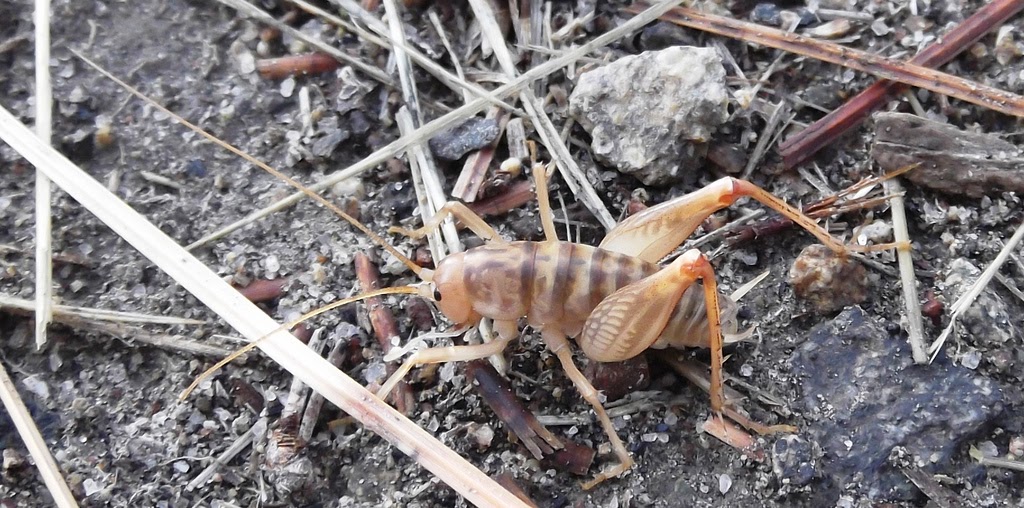 What Do Camel Crickets Eat - change comin