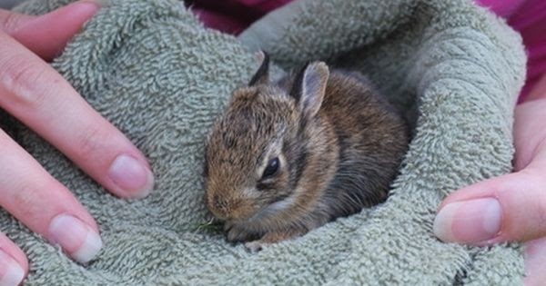 What Do Wild Rabbits Eat In Your Yard - KWHATDO