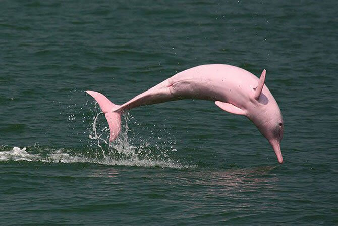 Animals most unexpected colors