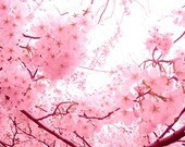 Spring Blossoms in Pink Nature photography PRINT 20x16 large - natashataylesart Spring Blossoms in Pink Nature photography PRINT 20x16 large - natashataylesart