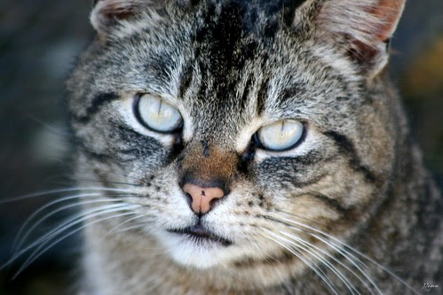 Tabby Close-up