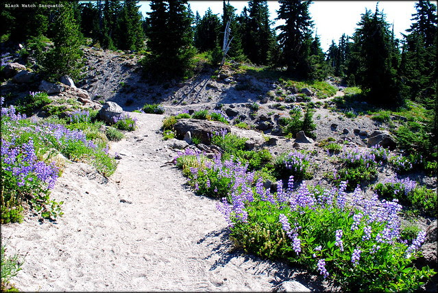 Along the Timberline Trail / PCT headed to Paradise Park