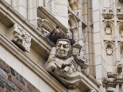 CCNY Red-Tail Nest