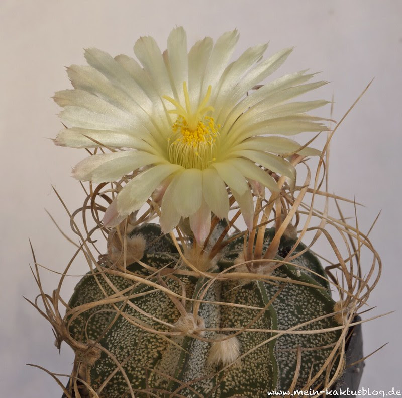 Astrophytum crassispinoides