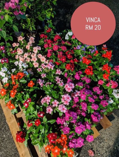 Taman Bunga Vinca - Karpet Bunga Pink Ungu Taman Bunga Warna Merah Muda