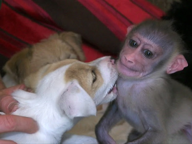 Macaca drill mora temporariamente com funcionário de zoológico e seus cachorros (Foto: BBC)