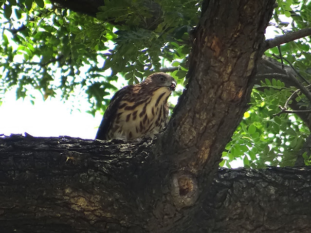 鳳頭蒼鷹/無限台南
