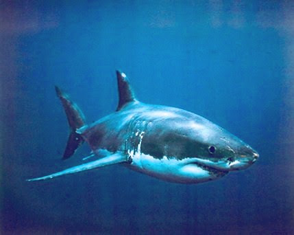 Dogfish Shark | Animal Planet Pictures