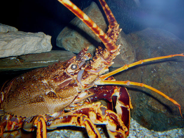 Lobster