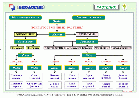 Систематика растений схема полная