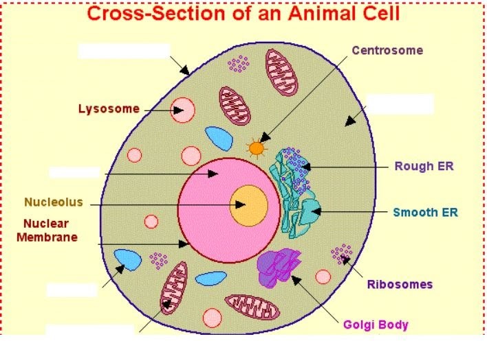 5th Grade Animal Cell Diagram - General Wiring Diagram