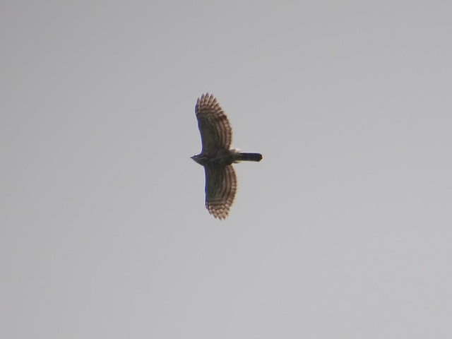 鳳頭蒼鷹/無限台南