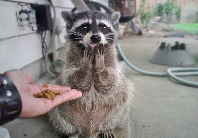 25 animals that know how to properly ask for cookies