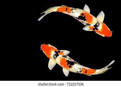 Minimalist Koi Fish Aesthetic | The Bryans Koi Fish