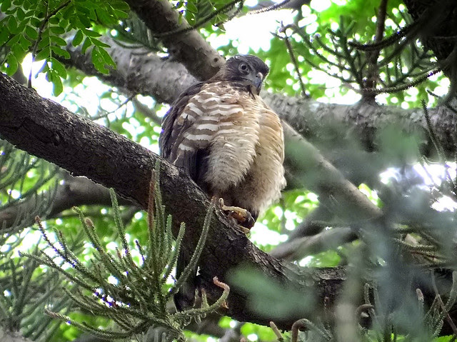 鳳頭蒼鷹/無限台南