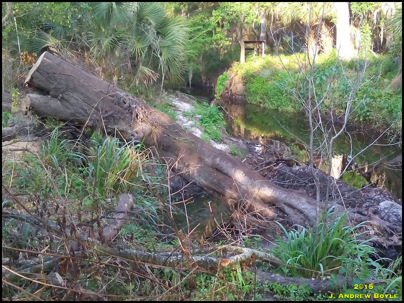 River Tree River Tree