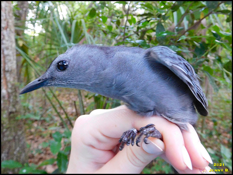 Gray Catbird Gray Catbird