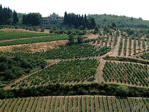 Vineyards in Gaiole in Chianti in the Chianti ...