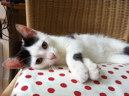 A little kitten has stolen my chair