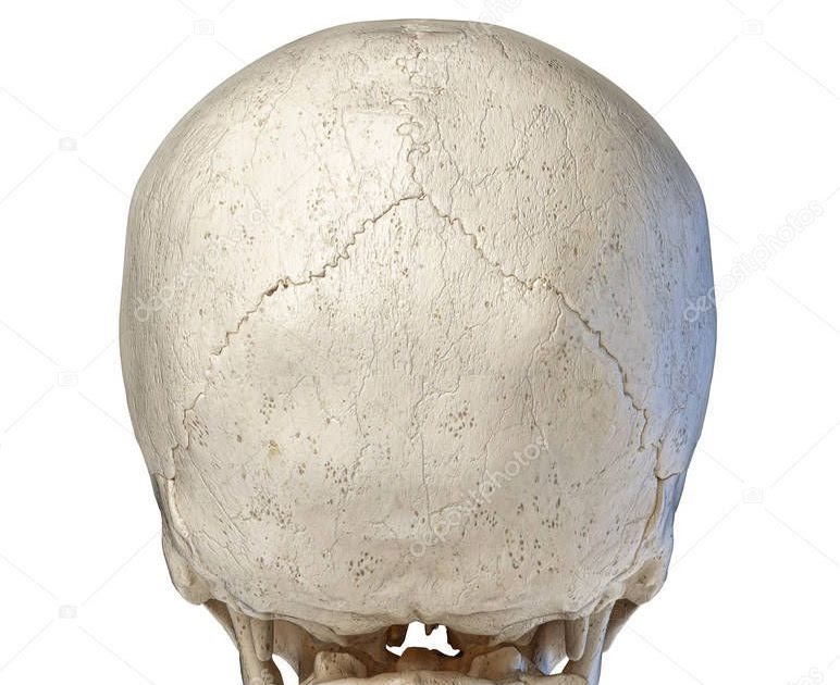 Back Of Human Skull Anatomy Male Human Head With Skull In Ghost