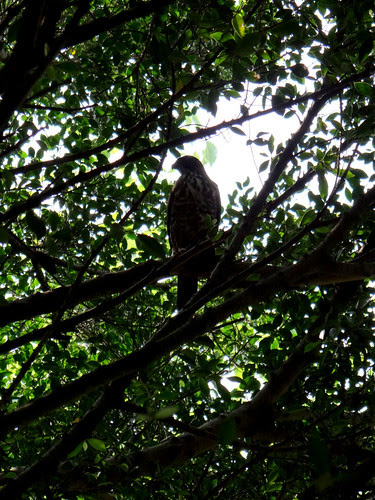 鳳頭蒼鷹/無限台南