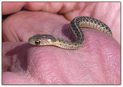 Baby Garter Snake Pictures All About Snake World Snake Tattoo