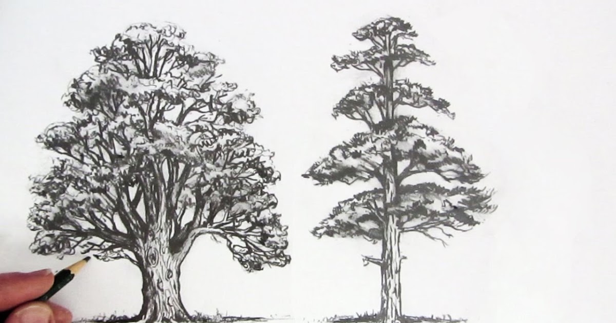  Gambar  Pohon Psikotes Yang  Mudah  Kumpulan Montase 