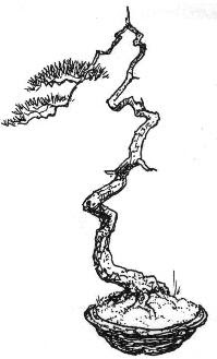 Bunjingi Bonsai